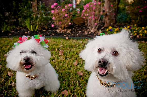 Maggie Mae and Tess-13