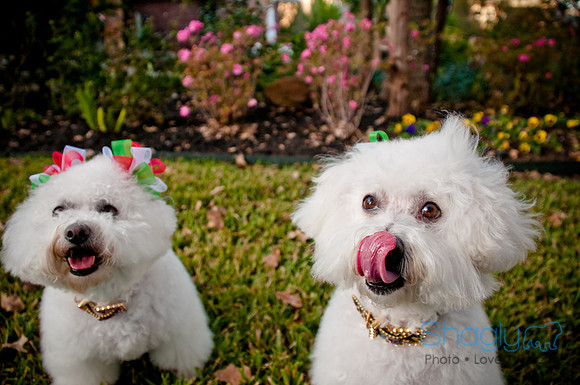 Maggie Mae and Tess-12