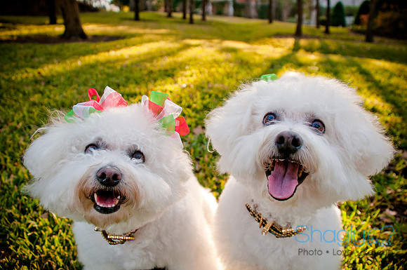 Maggie Mae and Tess-15