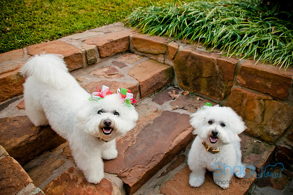 Maggie Mae and Tess-5