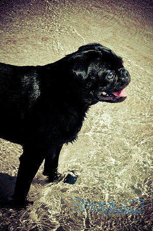 Kingston-9