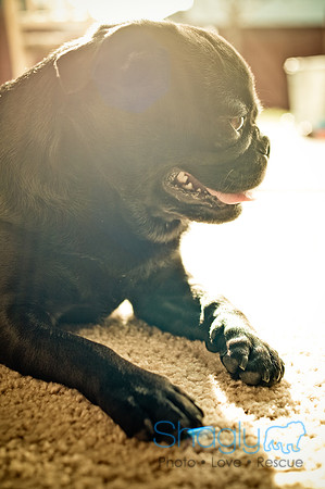 Shagly Photography-2