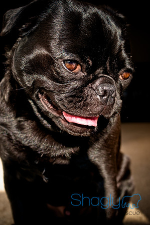 Shagly Photography-3