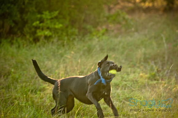 Mavrick and Jetta-37