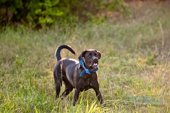 Mavrick and Jetta-35