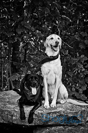 Mavrick and Jetta-23