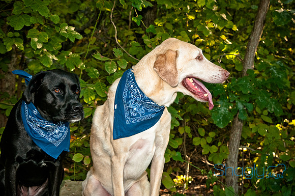 Mavrick and Jetta-15