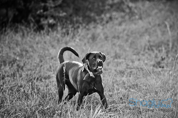 Mavrick and Jetta-36