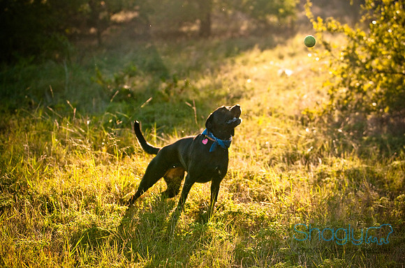 Mavrick and Jetta-39