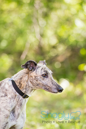 Gracie