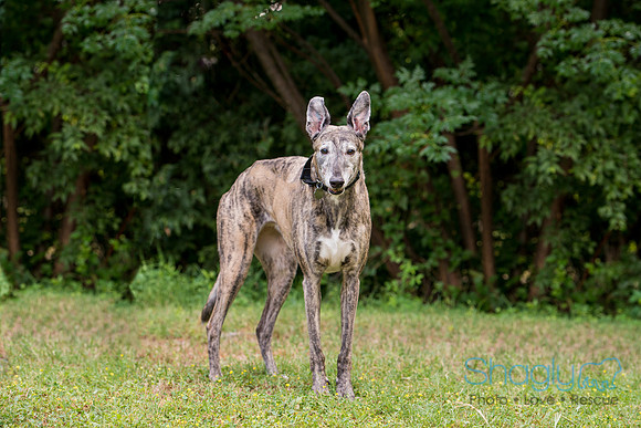 Trudy