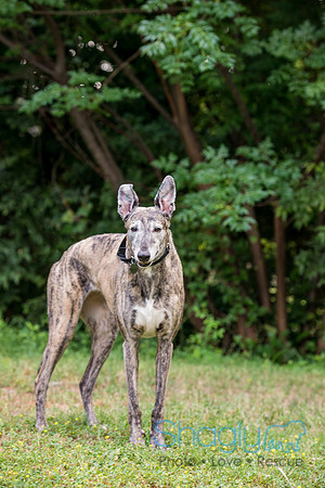 Trudy