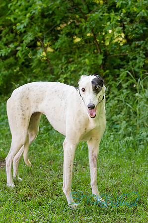 Daphne