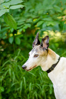 Juno