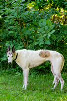 Juno