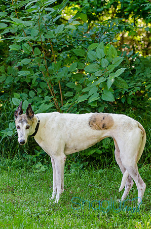 Juno