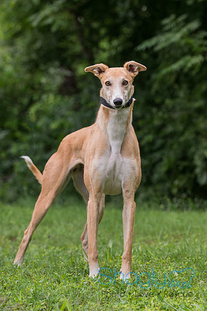 Houdinini