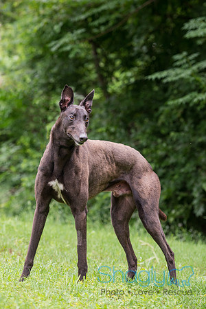 Couretta