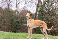 Sebastion
