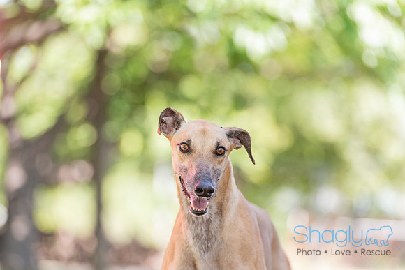 Chauncey