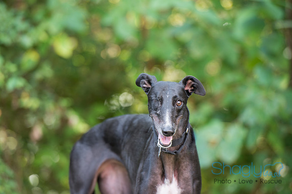 Ringo