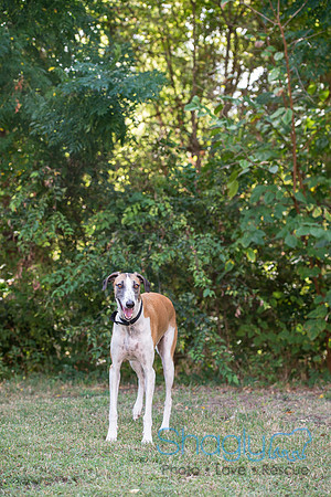 Duke