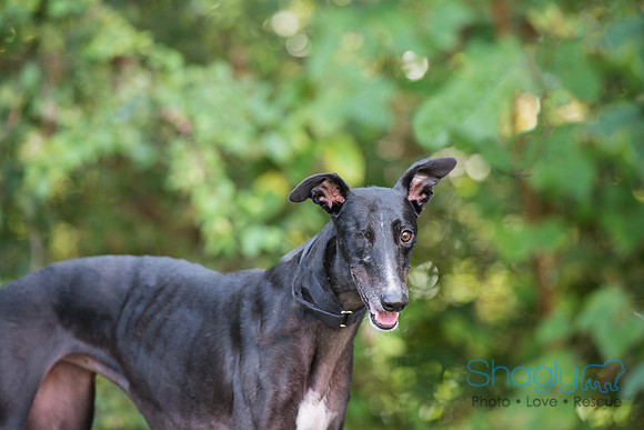 Ringo