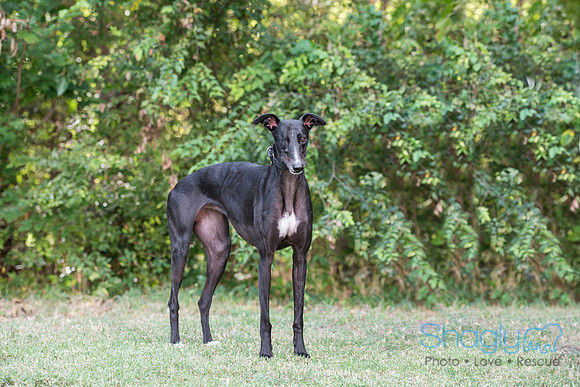 Ringo