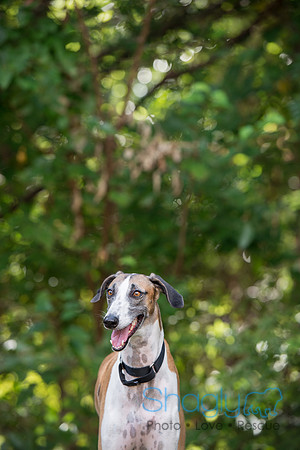 Duke