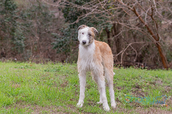 Odin
