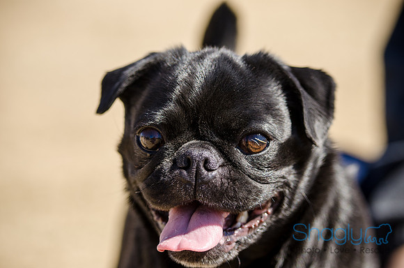 Pug Play Date-29