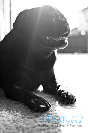 Shagly Photography