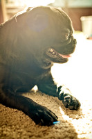 Shagly Photography-2