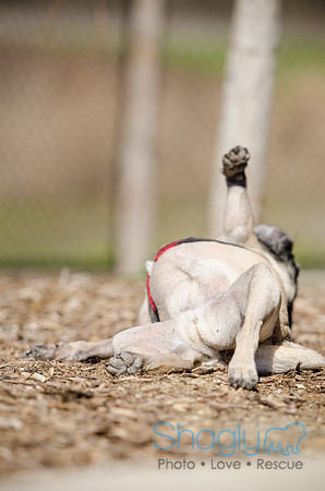Pug Play Date-27