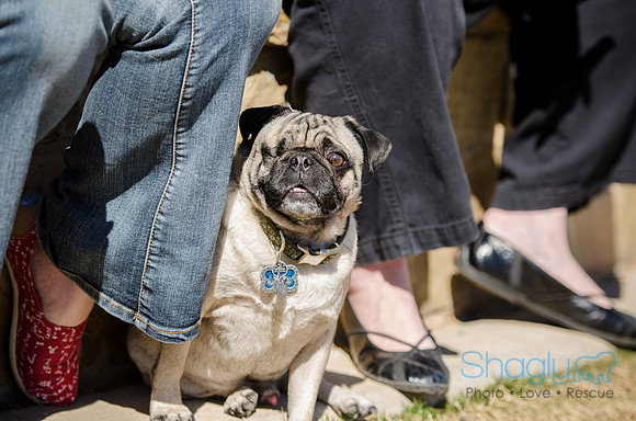 Pug Play Date-13
