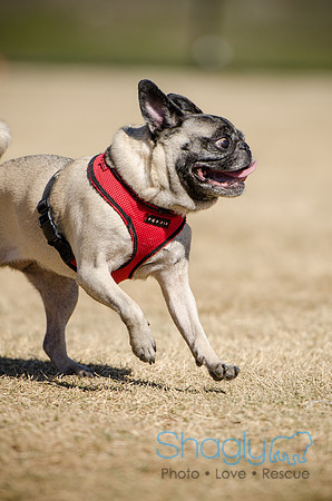 Pug Play Date-30