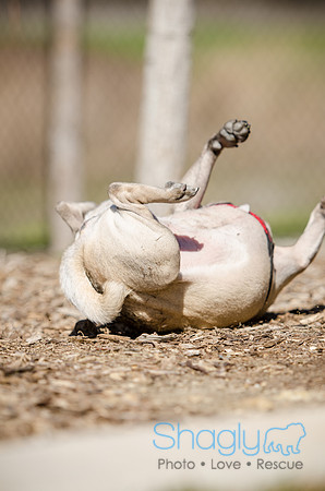 Pug Play Date-28