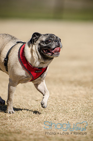Pug Play Date-31