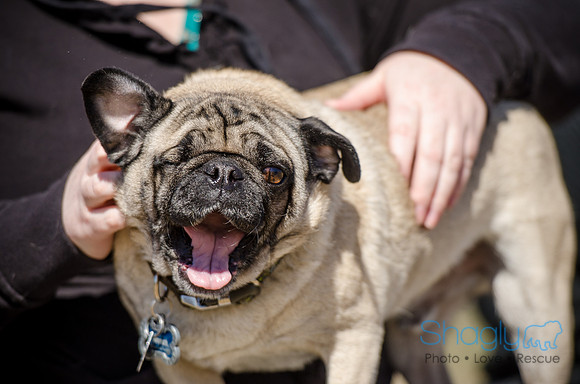 Pug Play Date-3