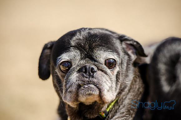 Pug Play Date-11