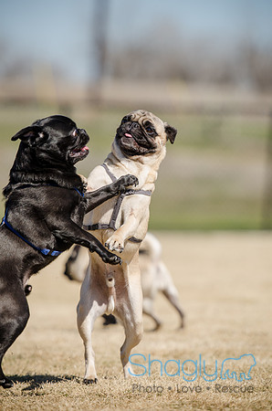 Pug Play Date-23