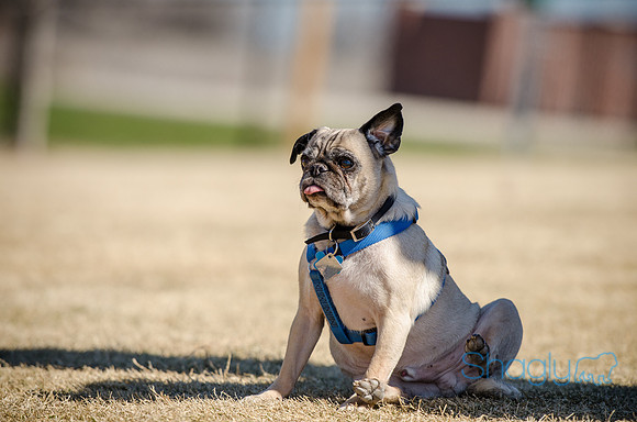 Pug Play Date-8