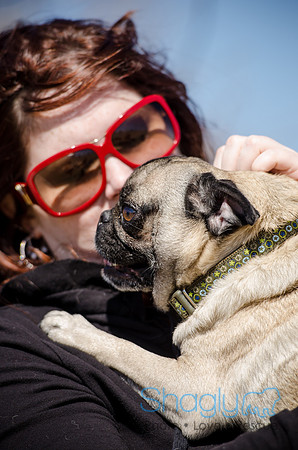 Pug Play Date-21