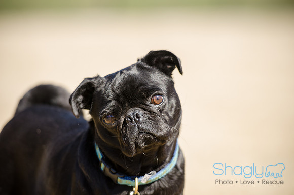 Pug Play Date-10