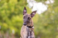Huey