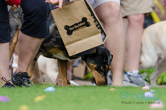 Easter Beg Hunt 2012-166