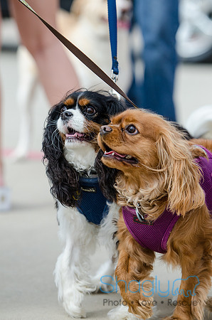 Easter Beg Hunt 2012-147