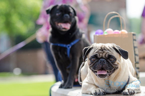 Easter Beg Hunt 2012-226
