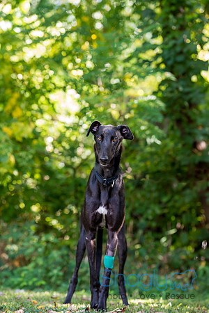 Dugan
