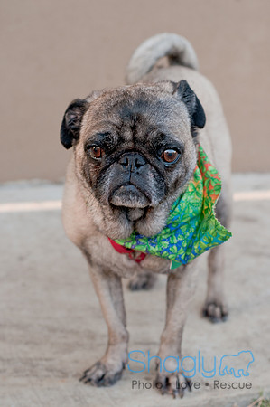 Shagly Photography DFW Pug Rescue-35
